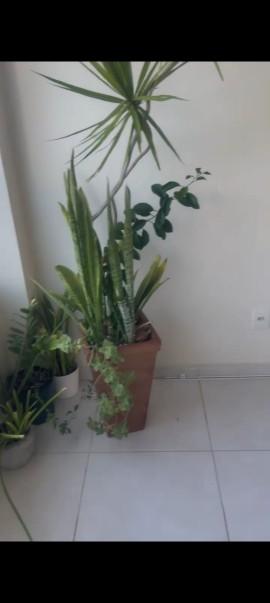 Apartamento - Imbuí